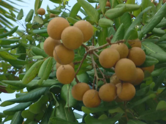 Longan - 1 lb