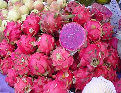 Dragonfruit - Pink Variety 1 - 1 lb