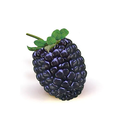 Blackberry - 6 oz