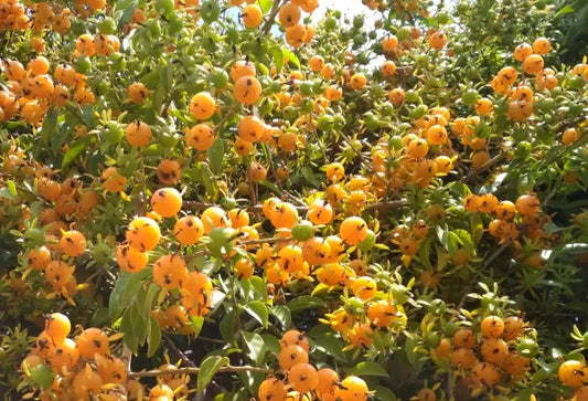 Barbados Gooseberry - 1 lb