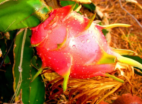 Dragonfruit - Red Variety 5 - 1 lb