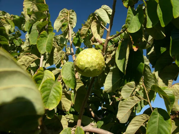 Cherimoya