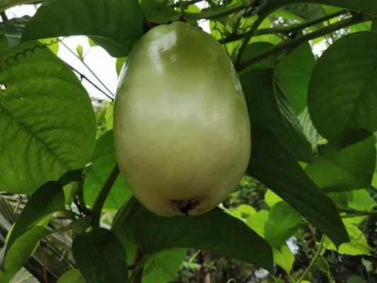 Giant Granadilla - Large