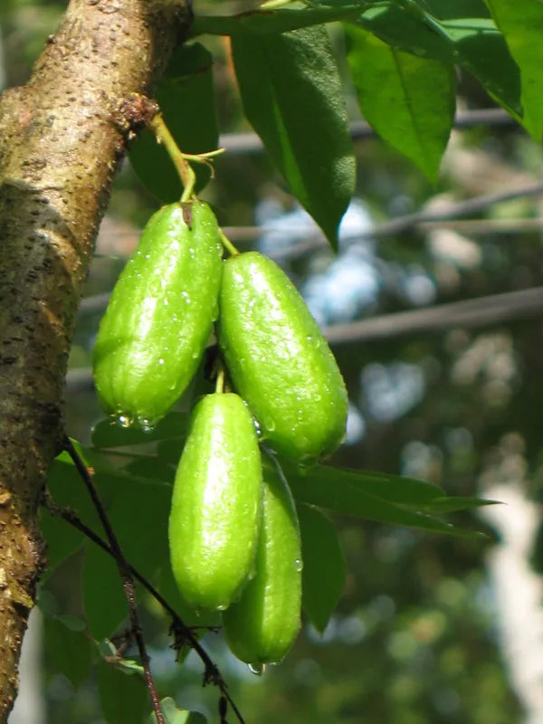 Bilimbi - 1 lb