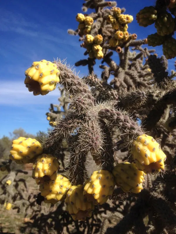 Cactus Fruit - 1 Dozen