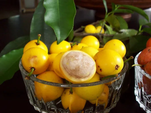 Lemondrop Mangosteen - 1 Dozen