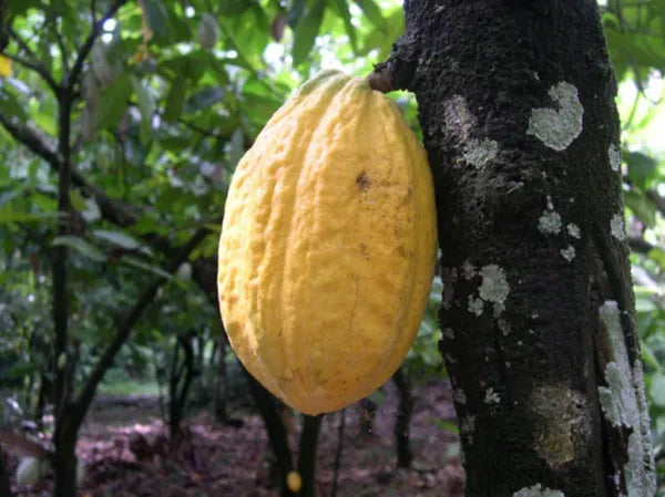 Cocoa Pods - 1 Dozen