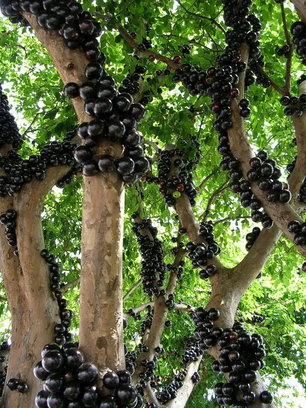 Jabuticaba - 1 lb