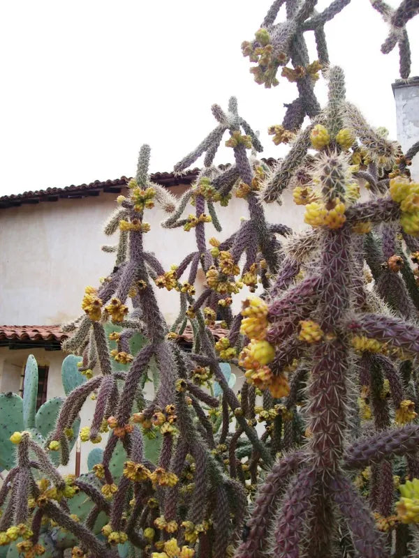 Cactus Fruit - 1 Dozen